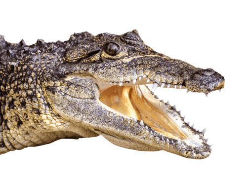 Alligator Head Png